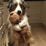 image for This dog with his favorite doll and his eyes is cute too.
