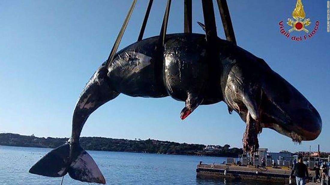 image for Pregnant whale washed up in Italian tourist spot had 22 kilograms of plastic in its stomach
