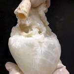 image for The human heart completely drained of blood