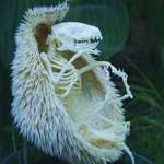 image for Hedgehog skeleton