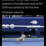 image for US Open is planning to use dogs for the upcoming tournament.