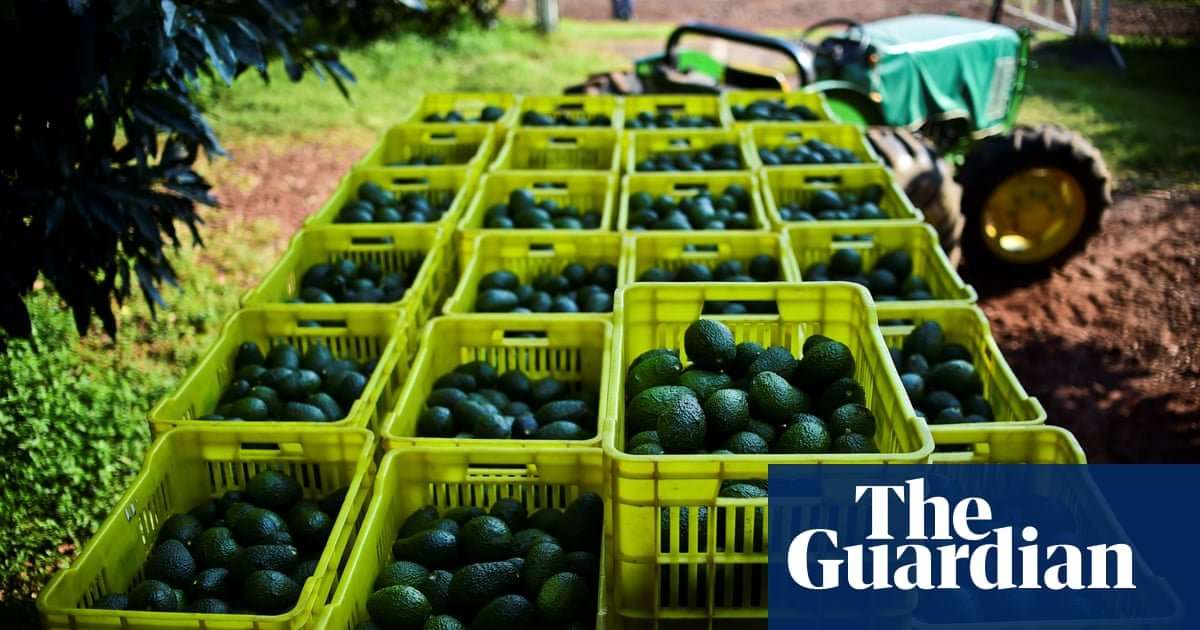 image for US will run out of avocados in three weeks if Trump closes Mexico border