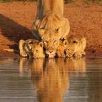 image for 🔥 This Lioness has taken her cubs to the waterhole 🔥