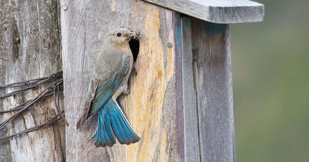 image for Meet the 96-Year-Old Man Who Turned Southern Idaho Into a Bluebird Haven