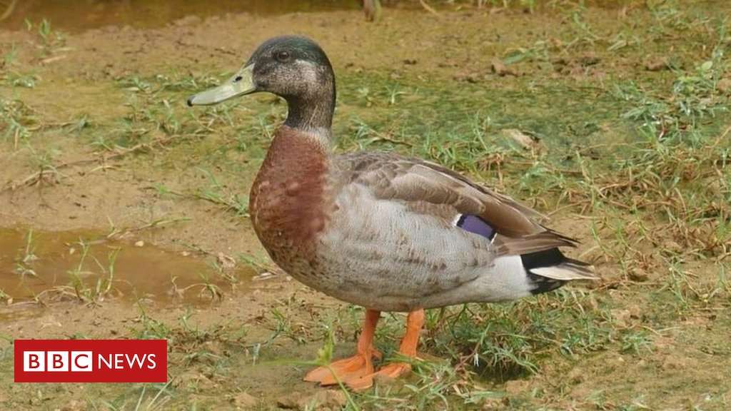 image for Trevor the Duck: Niue mourns 'world's loneliest duck'