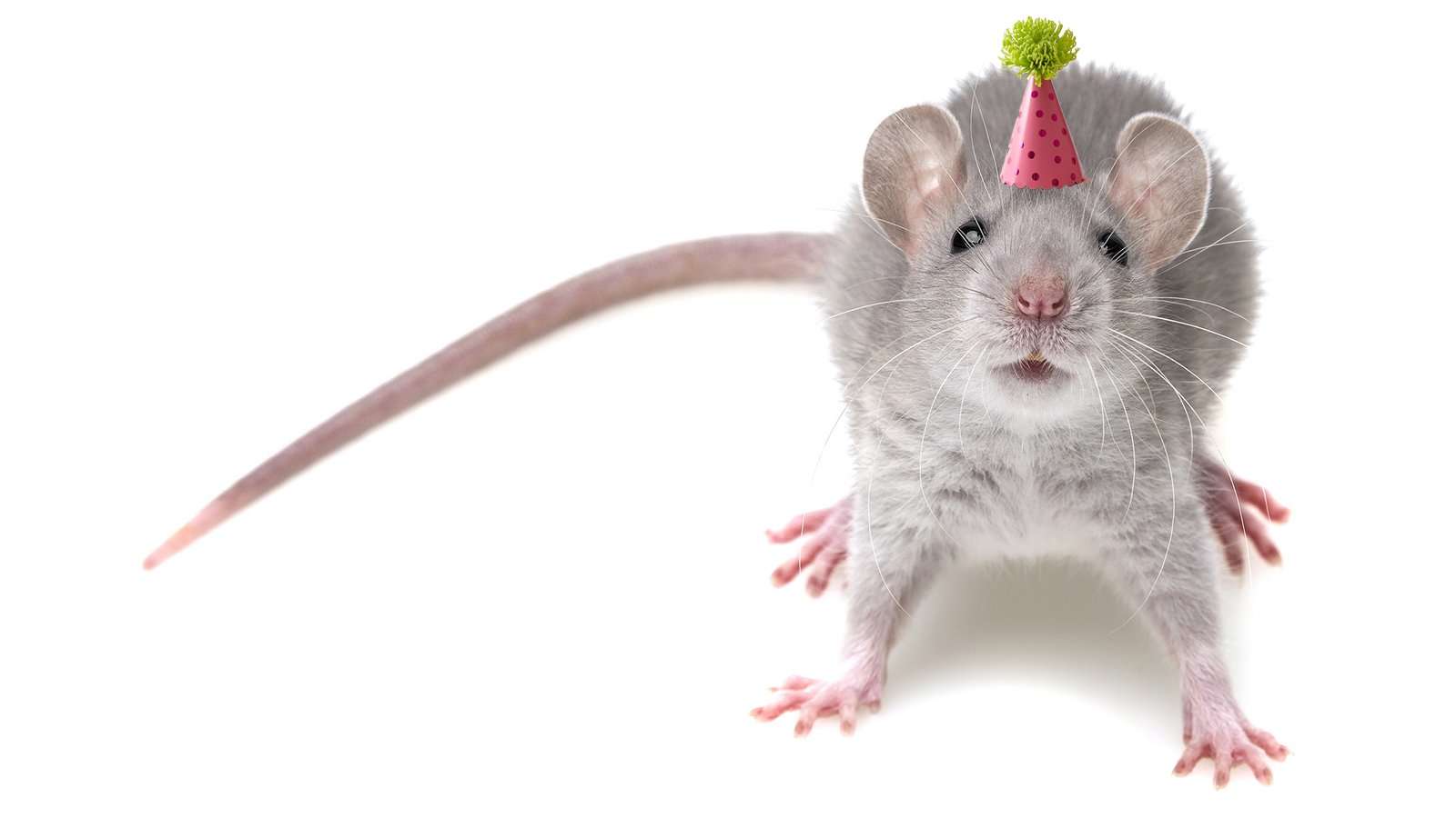 image for MDMA Made Older Mice Start Socializing Like Teenagers