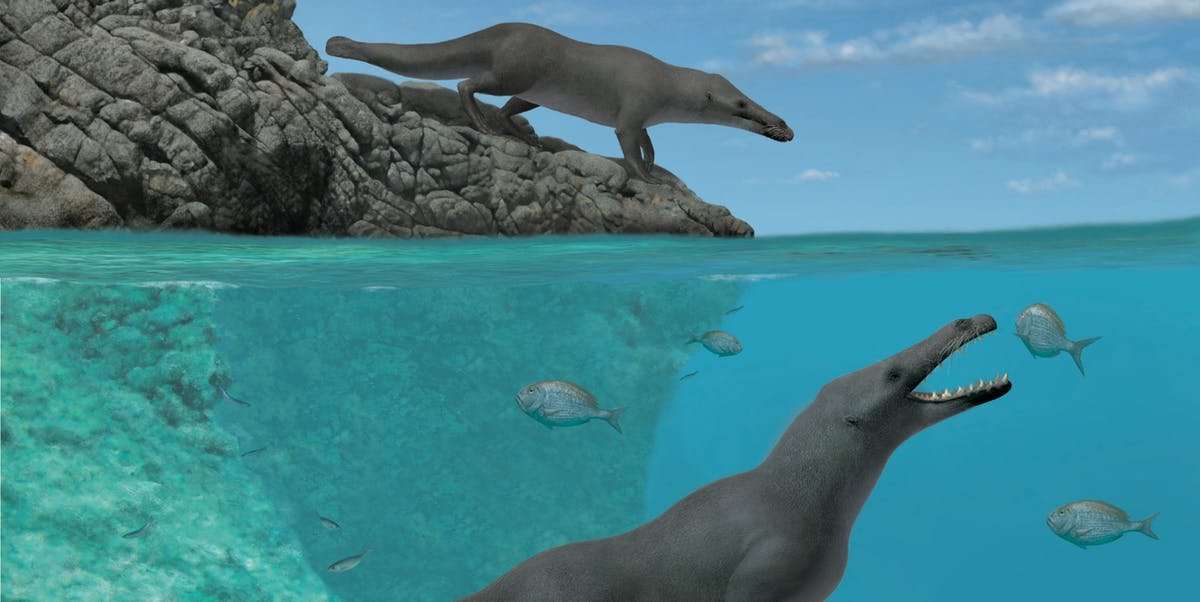 image for Along the Coast of Peru, Scientists Discover an Ancient Whale With 4 Legs