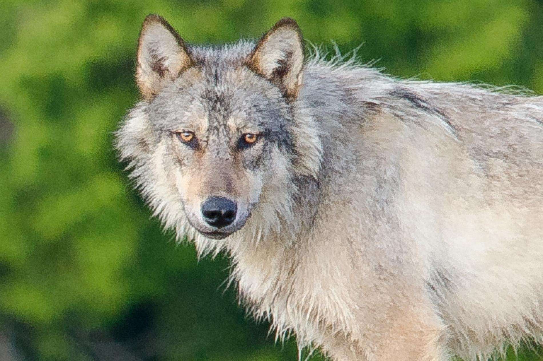image for Meet the Rare Swimming Wolves That Eat Seafood