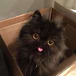 image for October bleps in a box