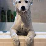 image for Dog that looks like a polar bear after having a bath.