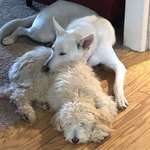 image for Ziggy likes his goldendoodle pillow