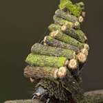 image for The Bagworm moth caterpillar cuts up pieces of plant to create a home.