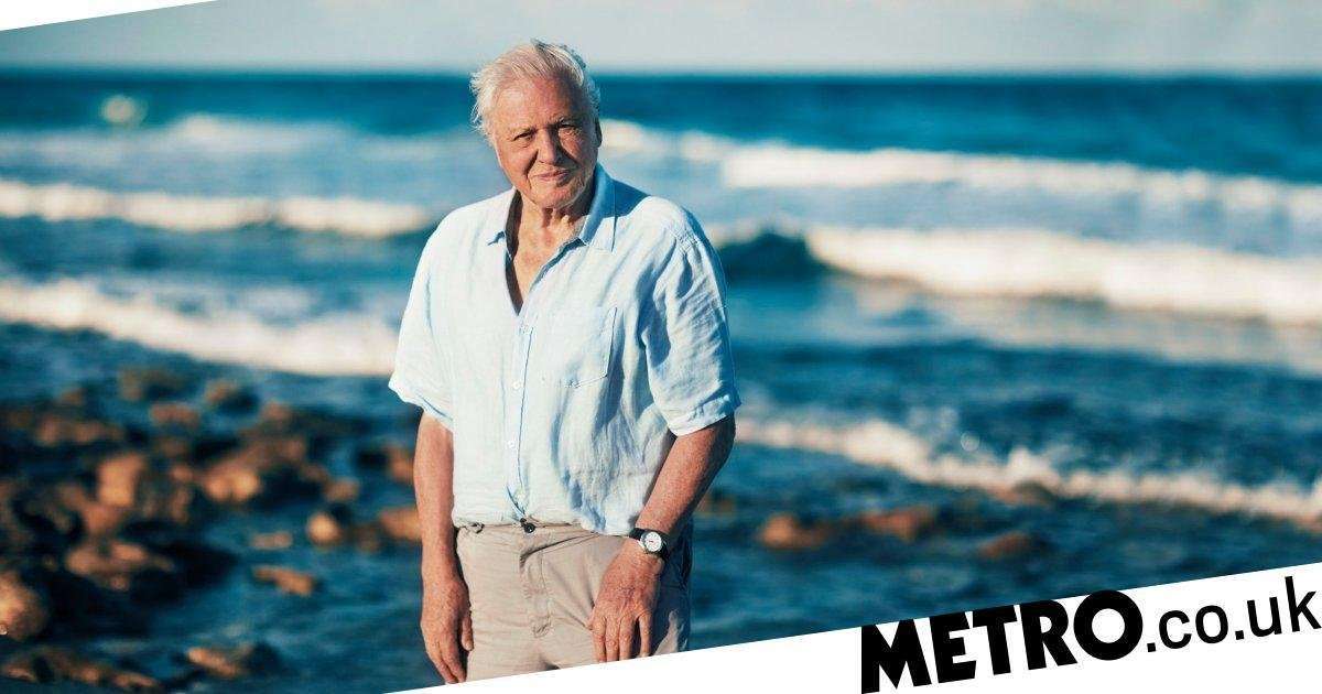 image for ‘Attenborough effect’ leads to 53% drop in single use plastic in 12 months