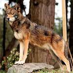 image for 🔥 The critically endangered Red Wolf, one of the rarest canids on the planet with less than 60 wild individuals 🔥
