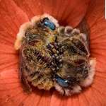 image for A couple of bees perfectly napping in a flower. The bees sleep 5 - 6 hours in 24 hours period and many bees hold each other's legs as they sleep. Some native bees sleep in the flowers. (credit: Joe Neely)