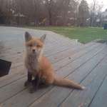 image for One of the fox pups that lives in our backyard. We call him Jasper!