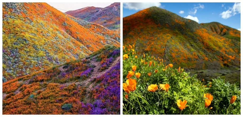 image for California Is Finally Drought-Free After Over 7 Years, Experiences Most Beautiful Super Bloom