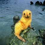 image for 🔥 Rare yellow harp seal striking a pose