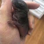 image for Cat brought this in and IРђЎm trying to keep it safe. What kind of rodent is it?