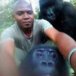 image for The two standing gorillas posing for a selfie with another anti-poaching ranger.