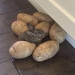 image for Let him wander around the house. Thought I lost him but he was next to the potatoes