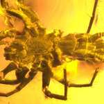 image for Prehistoric spider-like arachnid found preserved in amber