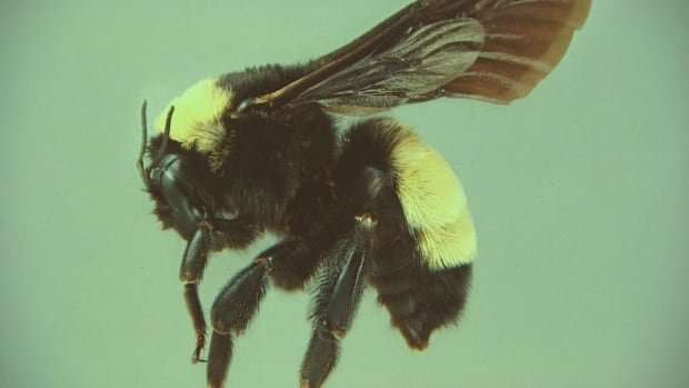 image for Canadian researchers warn of 'cascading impacts' as bumblebee species decline