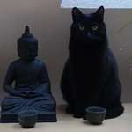 image for That was zen. This is meow.