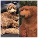image for my friend pointed out that my pup looks like Bear in The Blue House and now I can’t unsee it