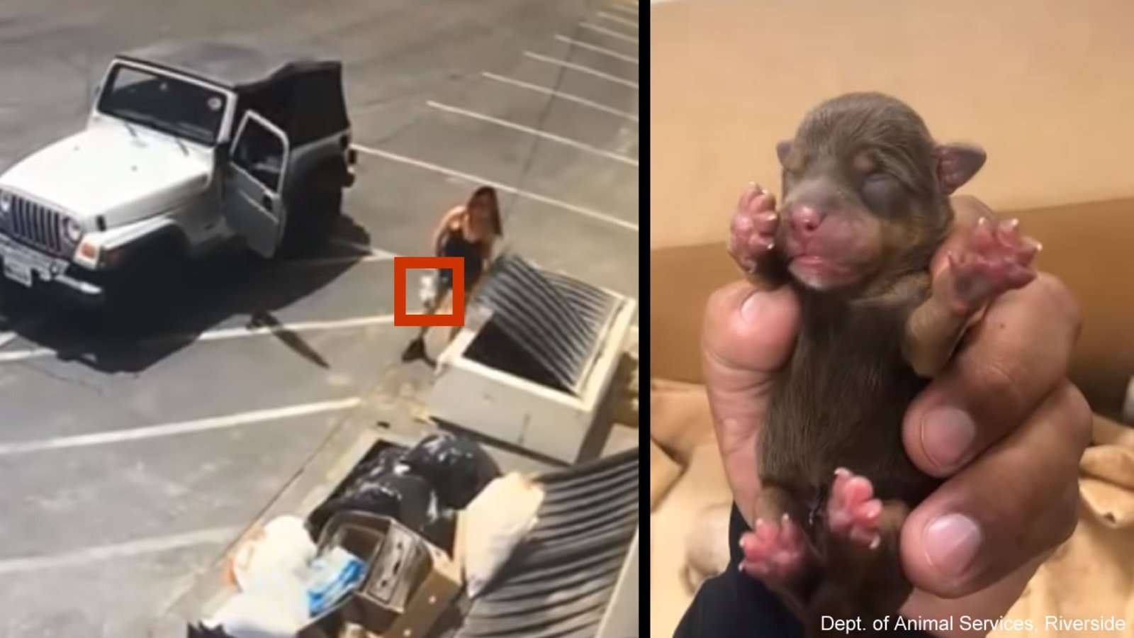 image for Woman arrested in dumping of 7 newborn puppies into Coachella dumpster