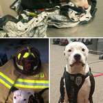 image for A Puppy Saved From A Fire Becomes A Firefighter
