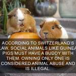image for An interesting law in Switzerland