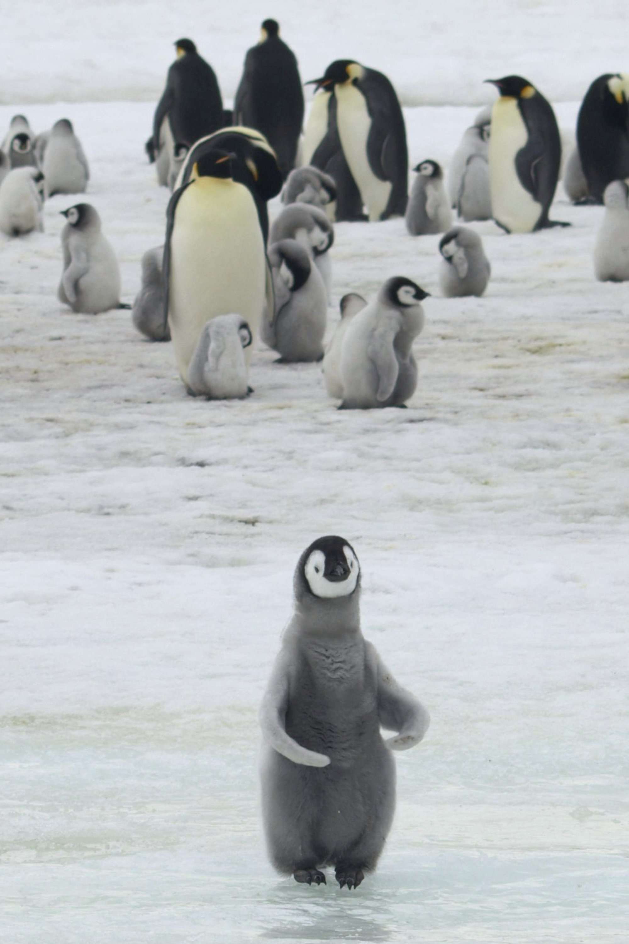 image for Major emperor penguin breeding ground gone barren since 2016