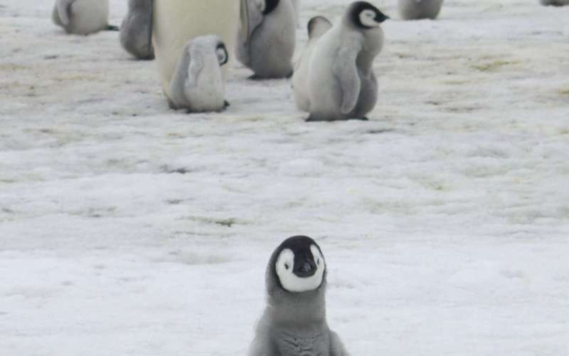 image for Major emperor penguin breeding ground gone barren since 2016