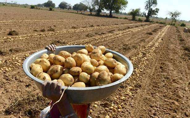 image for Potato farmers cry foul as PepsiCo sues them