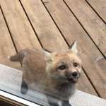 image for A baby fox showed up to say hi at my grandmother's house