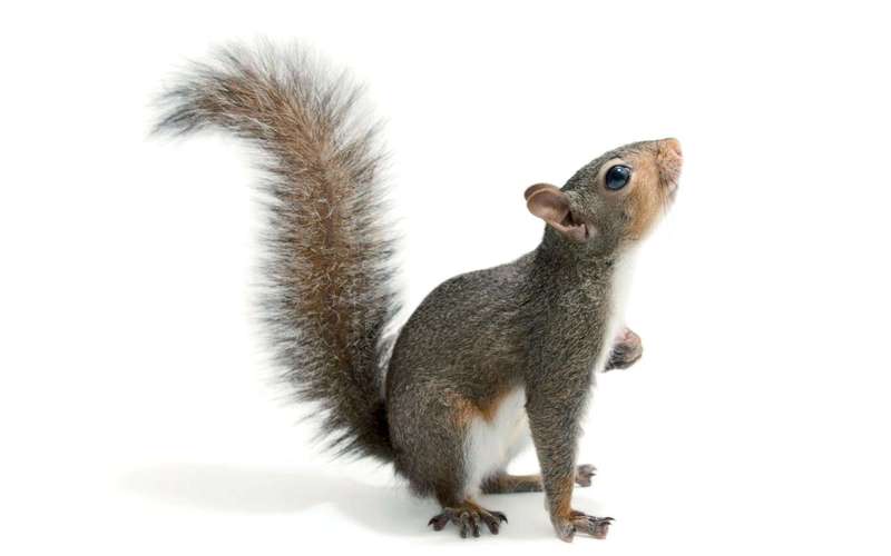 image for Squirrels Were Purposefully Introduced to American Cities