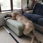 image for How my parents Great Dane puppy lays on the ottoman he outgrew