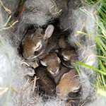 image for Rabbit built a nest in my front yard!
