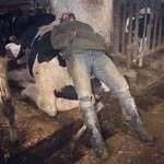 image for My sister caught her (very hard working dairy farmer) husband sleeping on the job