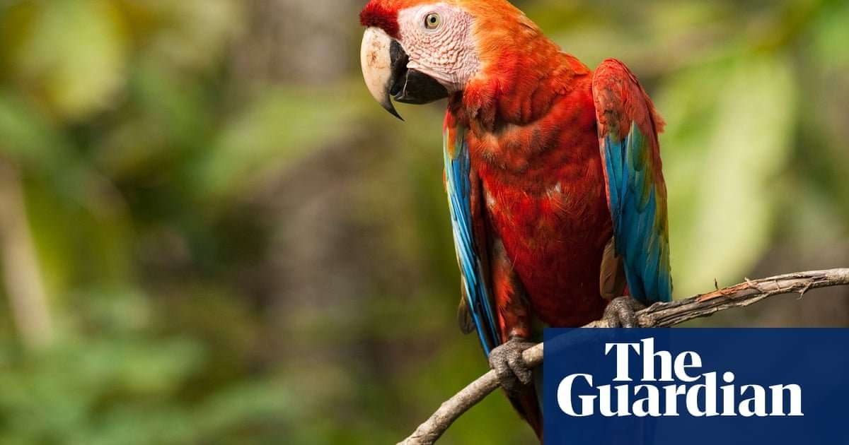 image for Freddy the parrot makes it back to zoo after being stolen, shot and bitten by snake