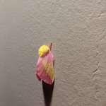 image for This pink and yellow moth I found outside my front door recently.