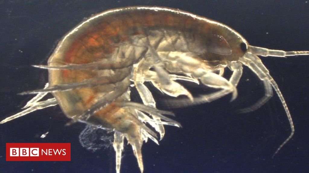 image for Scientists find cocaine in shrimps in Suffolk rivers