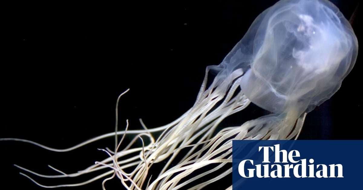 image for Box jellyfish: Australian researchers find antidote for world's most venomous creature