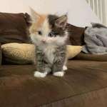 image for My moms friends new cat is a three in one!