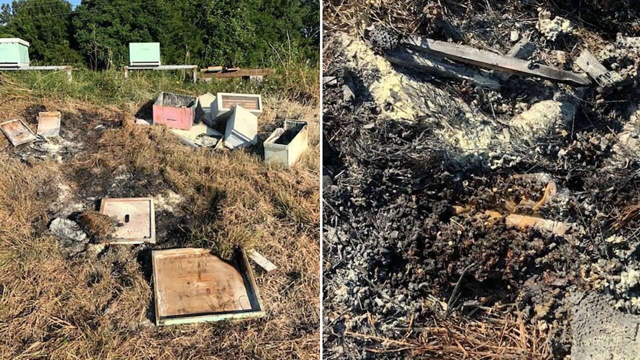 image for Beehives in Texas attacked, set on fire, killing half a million bees, officials say