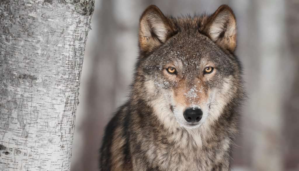 image for By one vote, Minnesota House moves to ban wolf hunting
