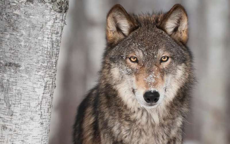 image for By one vote, Minnesota House moves to ban wolf hunting
