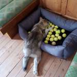 image for He collected all balls he found in the house and then layed like this for 10 minutes