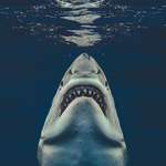 image for 🔥 Photographer captures the real-life Jaws image